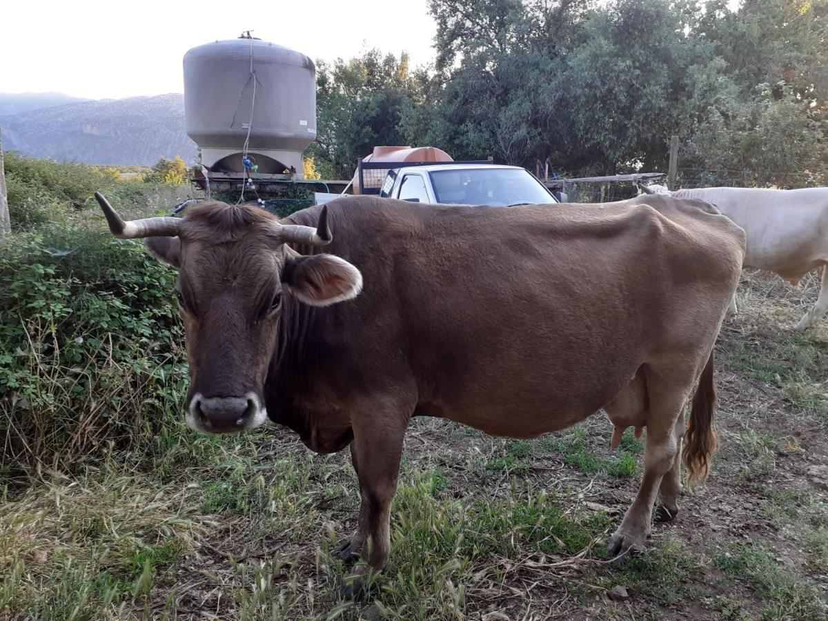 Agriturismo Codula Fuili Cala Gonone Εξωτερικό φωτογραφία